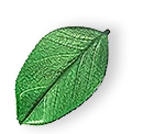 https://jackalsfacility.com.au/wp-content/uploads/2025/07/floating_leaf_01.png
